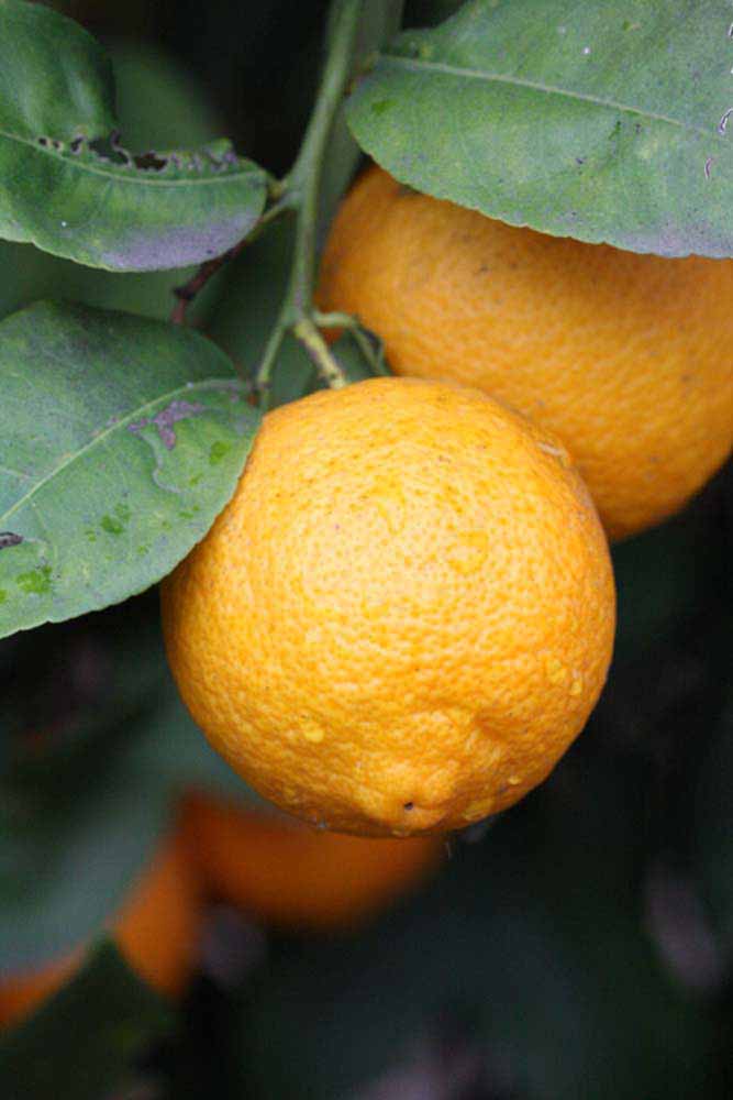            Fruit (Riverside, CA)   